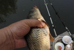 夏季野钓鲫鱼深水用饵技巧（鲫鱼钓法分析）