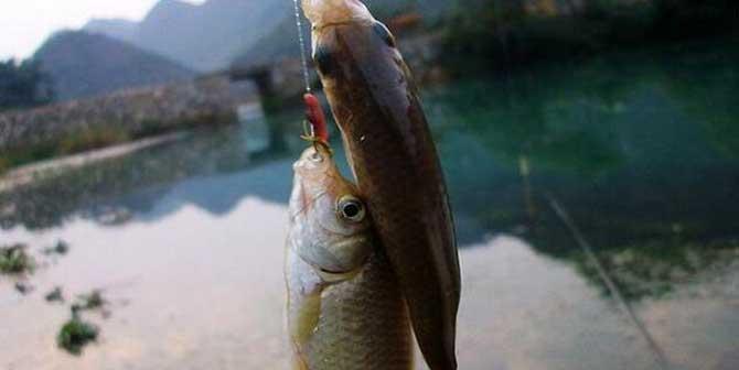 夏季野钓鲫鱼的最佳方法与技巧（寻找鲫鱼的黄金时段）