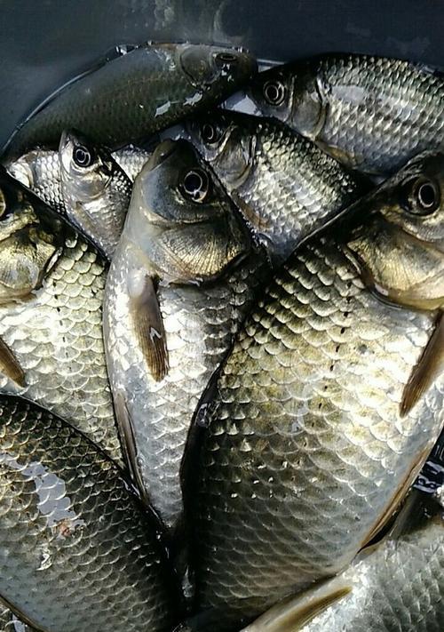 夏季野钓鲫鱼的时间和技巧（探索夏季最佳鲫鱼钓鱼时间与专家技巧）