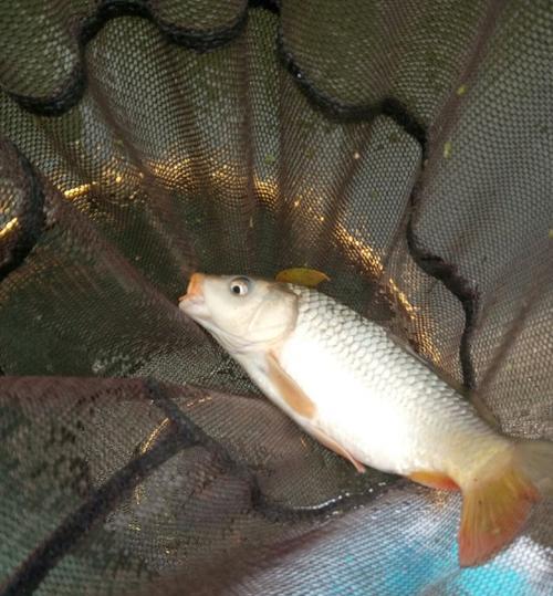 夏季野钓鲤鱼的技巧与策略（夏日捕捞鲤鱼）