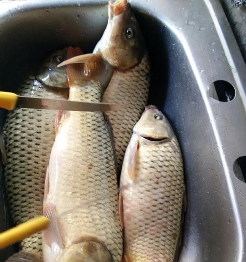 夏季野钓鲤鱼的绝密技巧（揭秘夏季鲤鱼钓法）