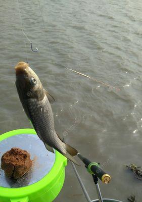 夏季野钓鲤鱼五点爆护技巧（夏季钓鲤鱼）