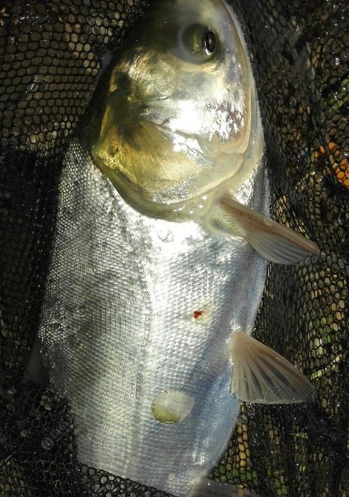 夏季野钓鲢鳙技巧（掌握钓鲢鳙的技巧）