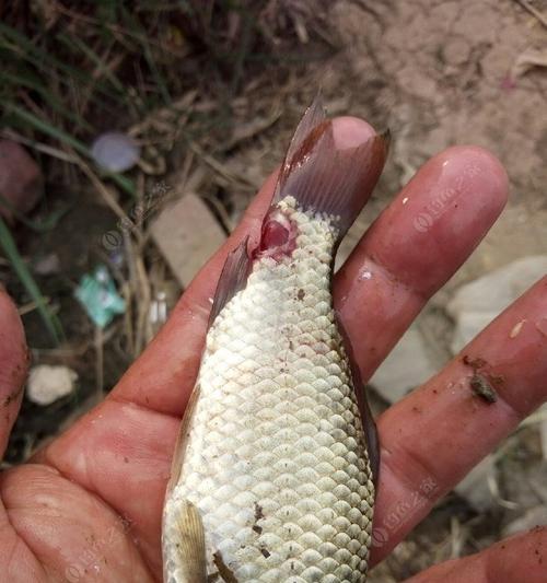 夏季野钓闹窝技巧与方法（享受夏日的钓鱼快乐）