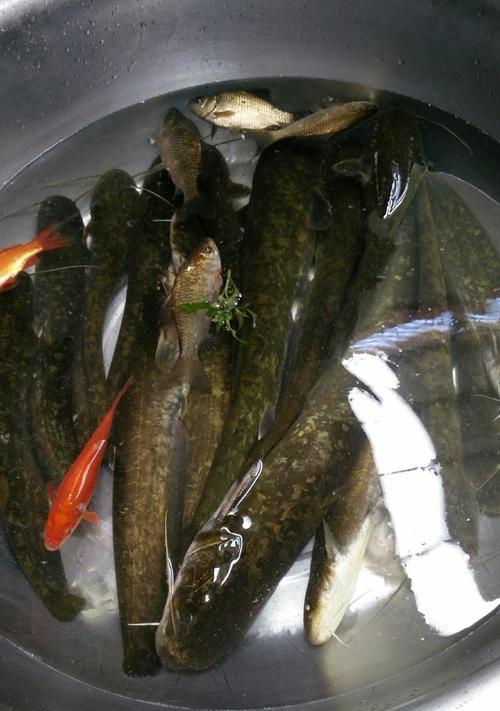 夏季野钓鲶鱼实战技巧（夏季钓鲶鱼的绝佳技巧与经验）