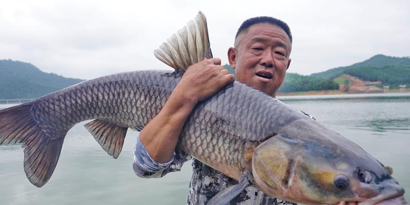 夏季野钓青鱼的技巧与方法（夏季青鱼钓法一览）