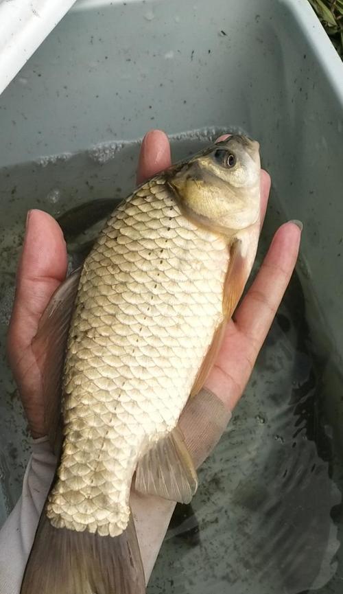 夏季野钓小鲫鱼的技巧与方法（夏季钓鲫鱼）