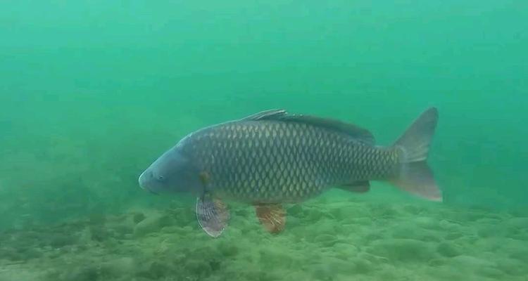 夏天钓野河大鲤鱼技巧（掌握钓鲤鱼的捕捞技术）