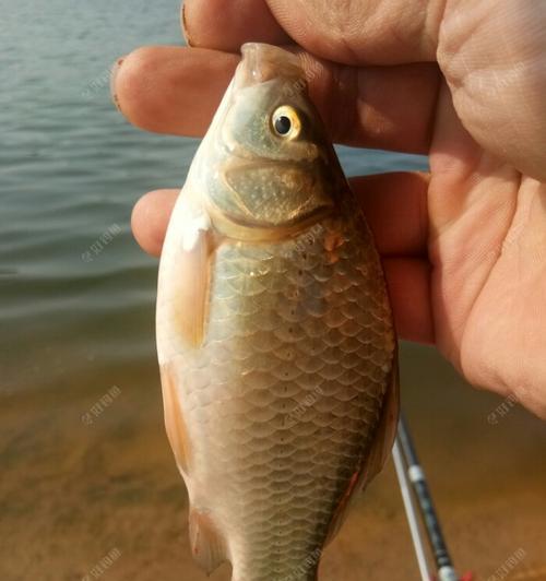 夏至钓鱼技巧饵料（夏至来临）