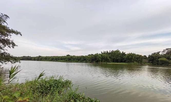 夏至野河钓鱼技巧与方法（享受夏至美景）