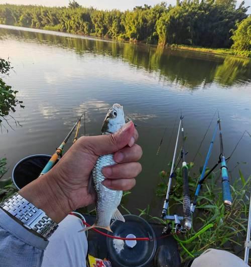 夏至之后钓鱼技巧大揭秘（提升钓鱼成功率的实用技巧）