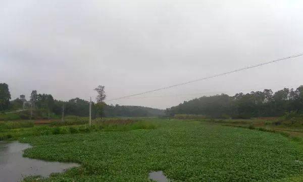 咸宁水葫芦下钓鱼技巧（掌握咸宁水葫芦下钓鱼的关键技巧）