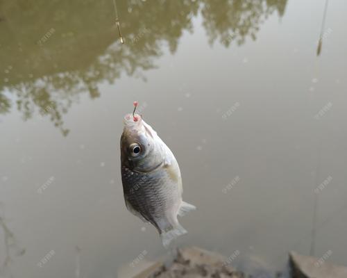 野钓白条选位技巧（钓鱼爱好者必备的合适钓位选择方法）