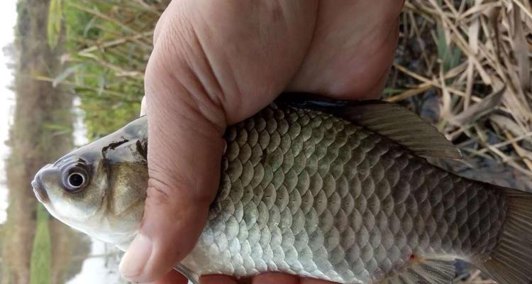 野钓草洞钓鲫鱼技巧大揭秘（掌握这1个）