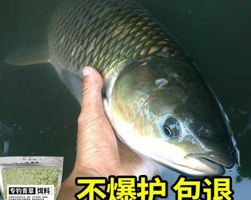 野钓草鱼鳊鱼技巧（掌握草鱼鳊鱼钓法的关键技巧）