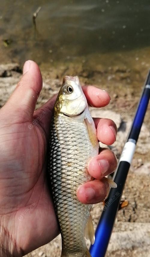 草鱼野钓位的选择技巧（提高草鱼钓位准确性的关键）