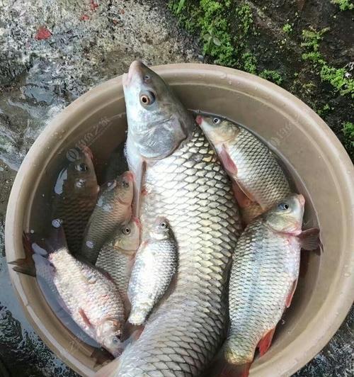 坝口野钓草鱼的最佳方法与技巧（挑选合适的饵料与调节鱼钩的角度是成功的关键）