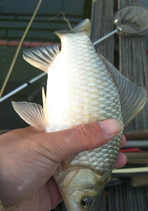 野钓翘嘴鲤鱼技巧教程（掌握成功野钓翘嘴鲤鱼的关键要素）