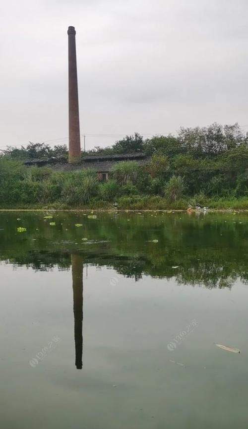 野钓沙坑钓鲢鳙的技巧与经验（掌握成功的关键）