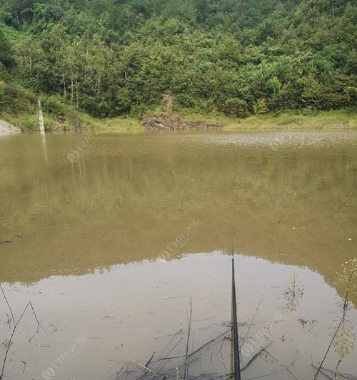 野钓水广鱼稀打窝技巧（掌握关键）