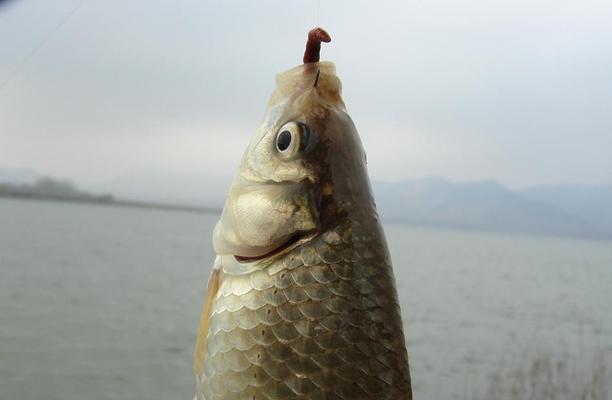 野钓水面打窝技巧（掌握窍门）