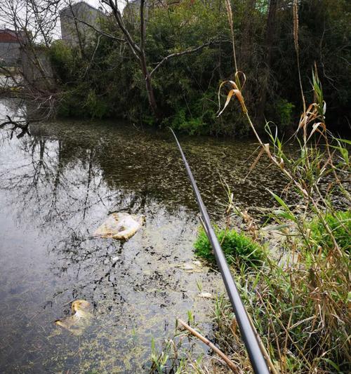 野钓死水钓鱼技巧（追寻大自然的乐趣精通野钓死水的秘诀）