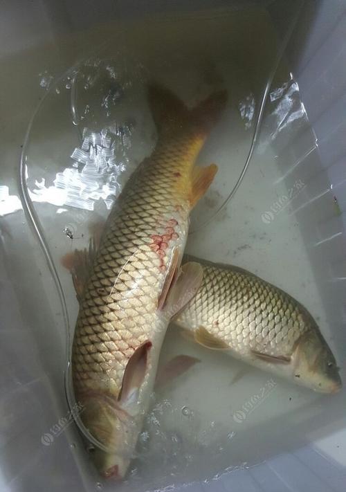 夏天野钓鲤鱼的饵料技巧（掌握这一技巧）