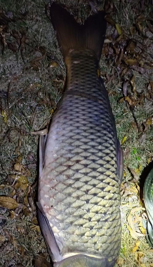 冬夜野钓鲤鱼的技巧与方法（冬天夜钓鲤鱼）