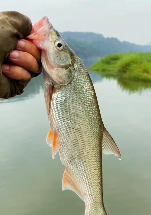 以野钓最佳放流方法与技巧（保护自然资源）