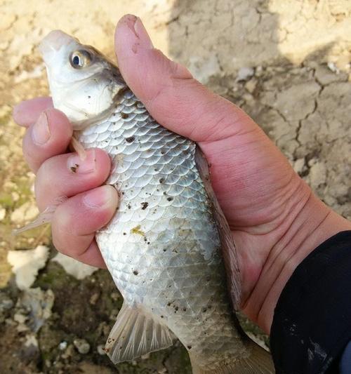 野沟钓鲫鱼技巧与方法（挑选鱼漂、诱饵、调整钓位、提高成功率）