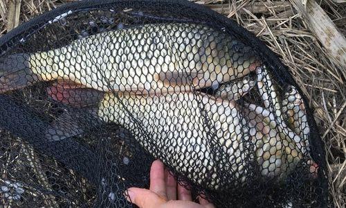 野河垂钓鲫鱼技巧（掌握好垂钓技巧）