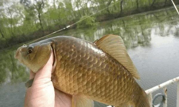 野河钓鲫鱼的技巧与经验（以飞铅走水为技巧的全面攻略）