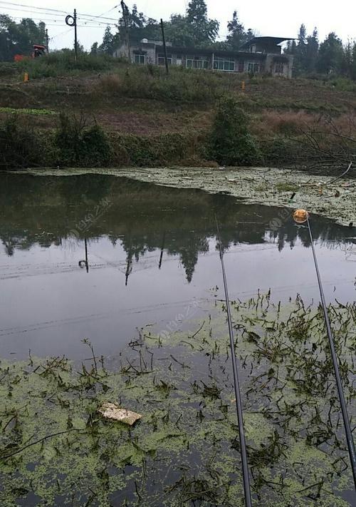 野河流水钓鲤鱼技巧与方法（掌握细节稳握渔获）