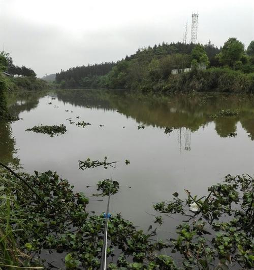 野河流水钓鲤鱼的技巧与方法（以高效捕获鲤鱼的实用指南）