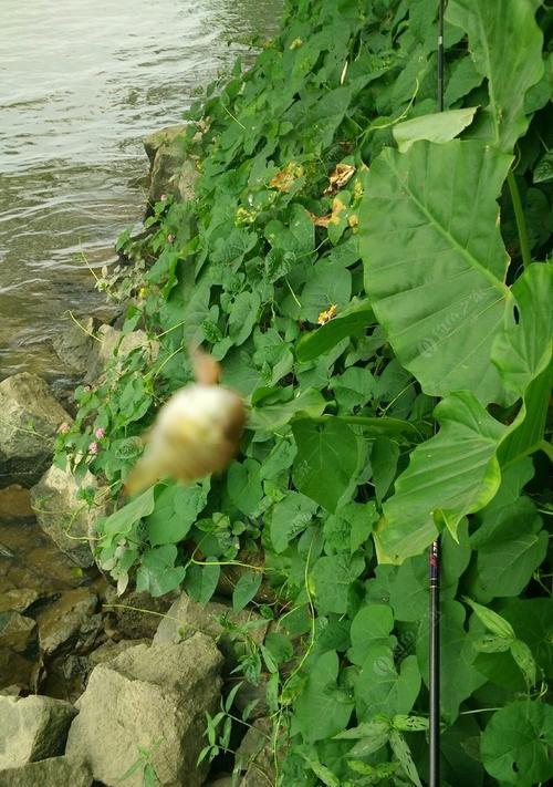 野河蚯蚓钓罗非鱼的绝佳技巧（罗非鱼钓法大揭秘）