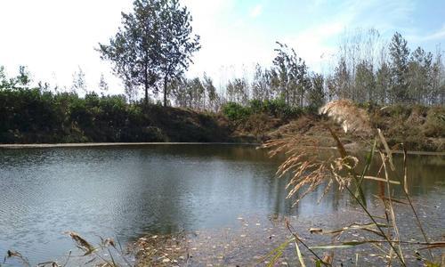 野河水草钓鱼技巧（掌握技巧）