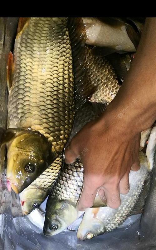 夜钓鲤鱼的高效技巧（探究最佳垂钓深度与饵料选择）