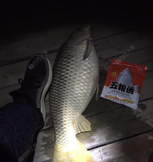 夜钓鲤鱼的高效技巧（探究最佳垂钓深度与饵料选择）