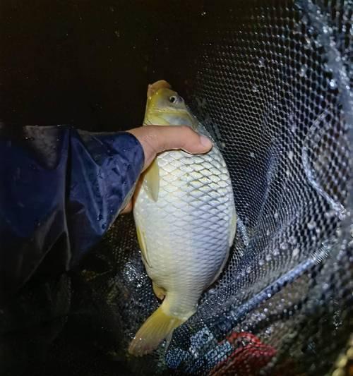 夜钓鲤鱼的技巧与方法（夜晚钓鲤鱼的专家经验与心得）