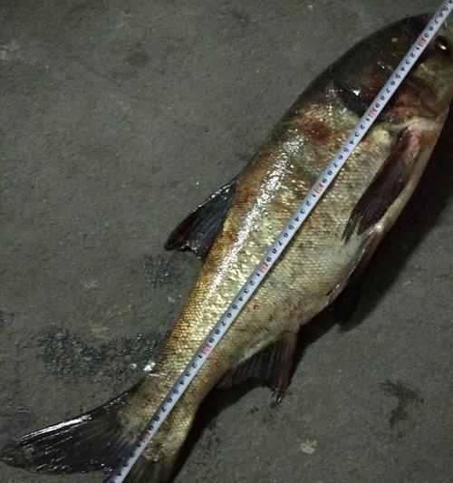 初夏夜钓鲢鳙的垂钓技巧（钓鲢鳙的技巧与经验分享）