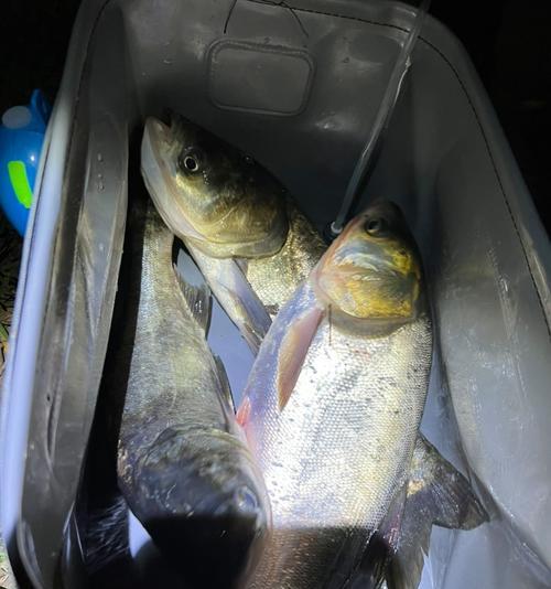 初夏夜钓鲢鳙的垂钓技巧（钓鲢鳙的技巧与经验分享）