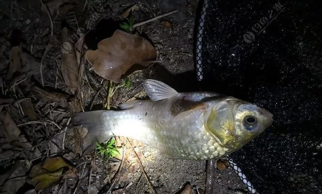 夜钓罗非鱼的最佳方法与技巧（掌握关键技巧）