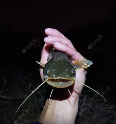 夜钓鲶鱼的技巧与方法（掌握夜钓鲶鱼的捕获技巧）