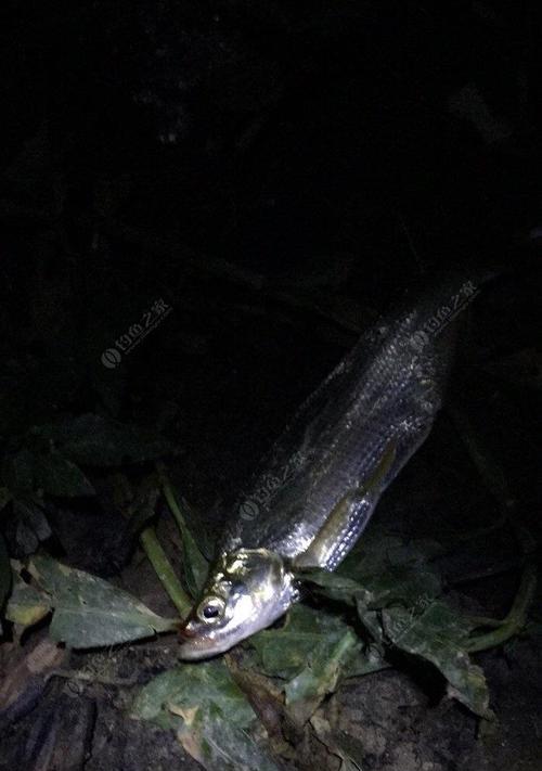 夜钓鲶鱼翘嘴技巧与方法（掌握钓鱼技巧提高夜钓收获）