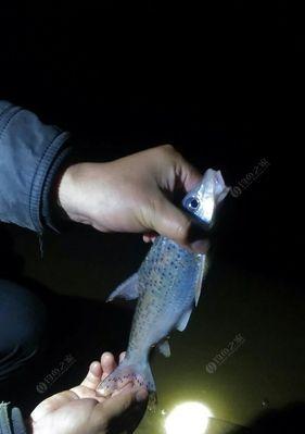 夜钓鲤鱼的最佳天气与技巧（夜晚明月当空）