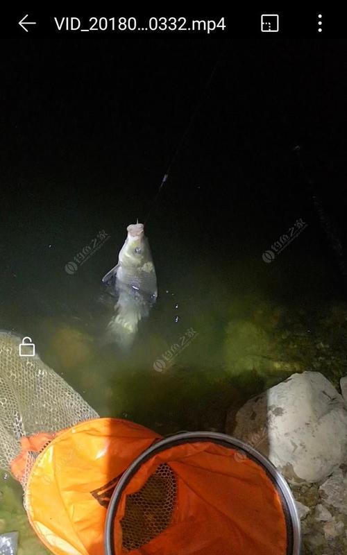 夜钓水库草鱼技巧与方法（探秘夜晚水库草鱼的捕捞技术）