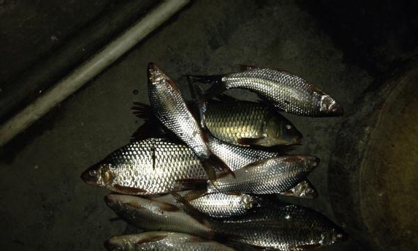 夜钓野钓土鲮技巧（掌握夜晚钓野钓土鲮的技巧与要点）