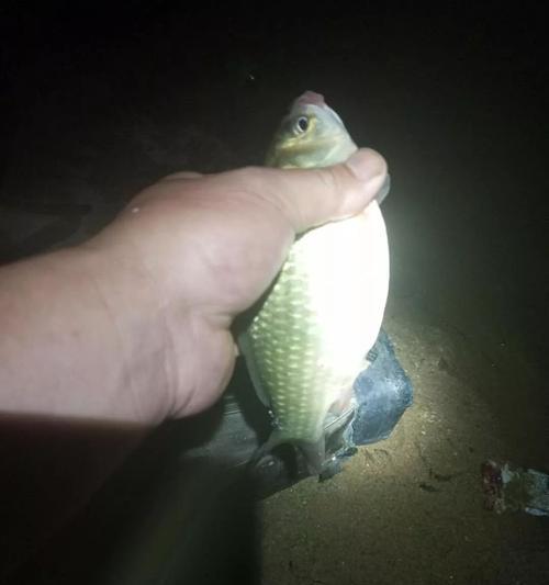 夜钓野钓鲤鱼技巧大揭秘（掌握钓鲤鱼技巧）