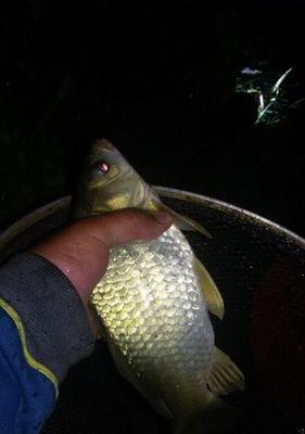 夜钓野生小鲫鱼技巧（掌握成功夜钓小鲫鱼的关键方法）