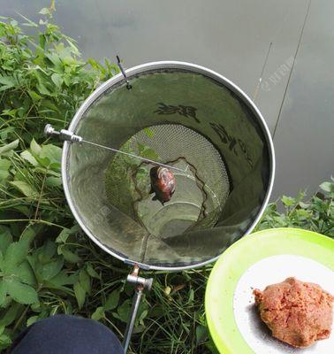 创意钓鱼（活鸭子+鱼竿+诱饵）